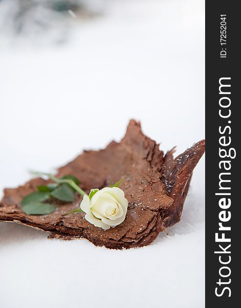 Beautiful white rose in winter day on the snow. Beautiful white rose in winter day on the snow