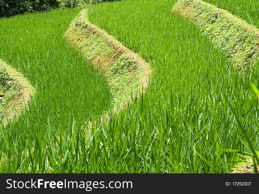 Rice Paddy Terrace close up pattern abstract. Rice Paddy Terrace close up pattern abstract