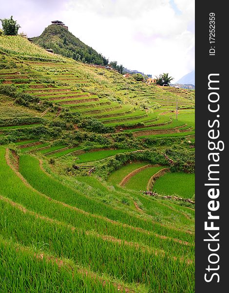 Rice Paddy Terrace Pattern, Sapa, Asia. Rice Paddy Terrace Pattern, Sapa, Asia