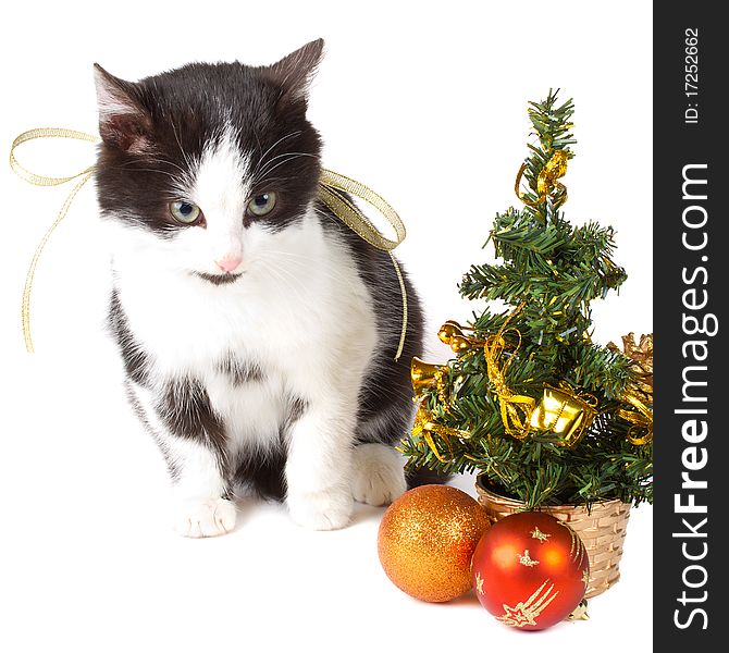 Close-up cat and christmas decorations, isolated on white