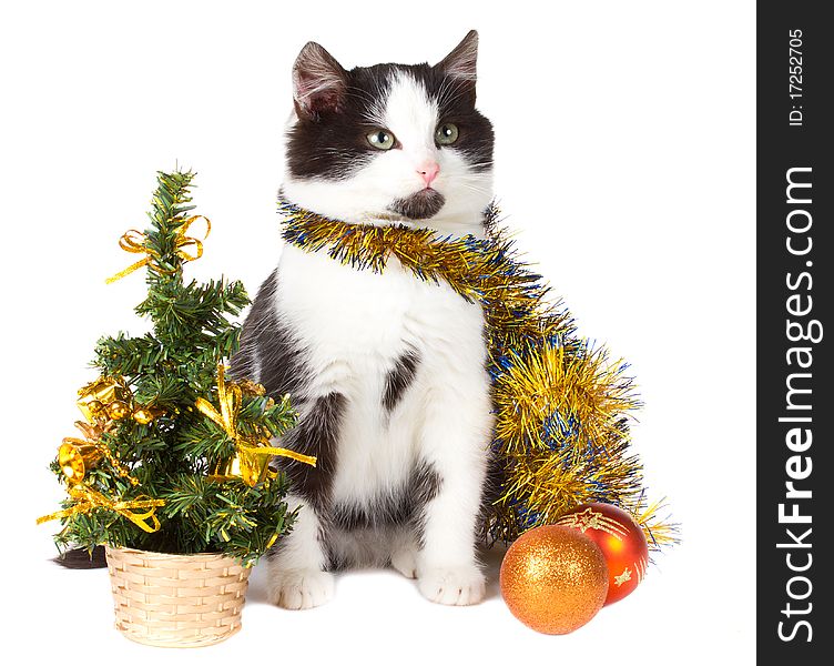 Kitten and christmas decorations