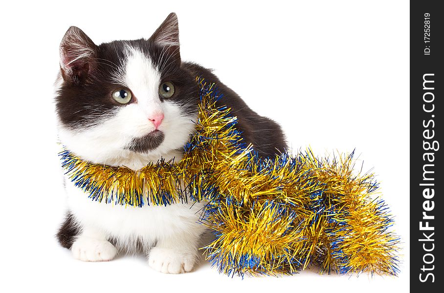 Close-up cat with garland, isolated on white