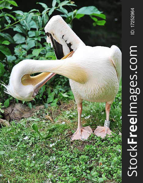 Pelican cleaning its feathers at zoo. summer season. Pelican cleaning its feathers at zoo. summer season.