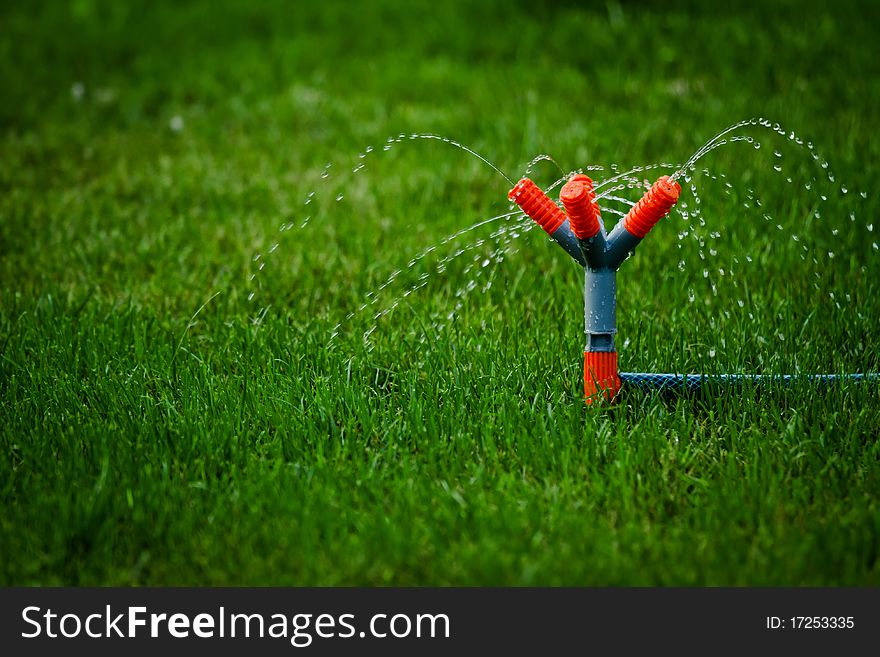 Sprinkling the lawn with low pressure of water. Sprinkling the lawn with low pressure of water
