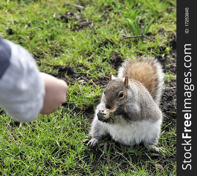 Female hand feeding squirrel peanuts in park. Female hand feeding squirrel peanuts in park