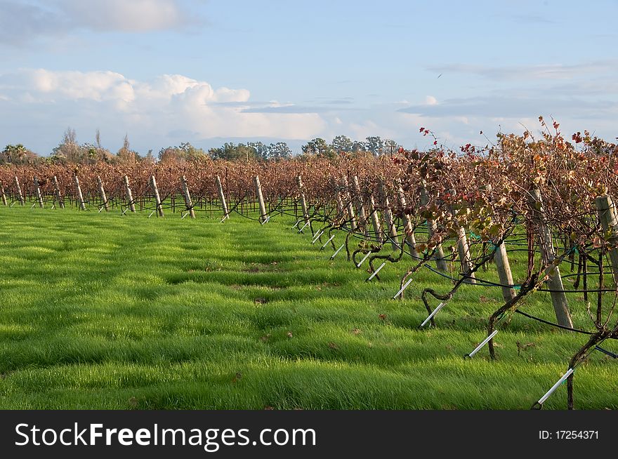 This late afternoon shot of a vineyard was taken in Sonoma, California. This late afternoon shot of a vineyard was taken in Sonoma, California.