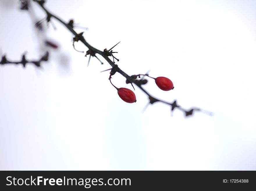 Beautiful plants in the wintertime