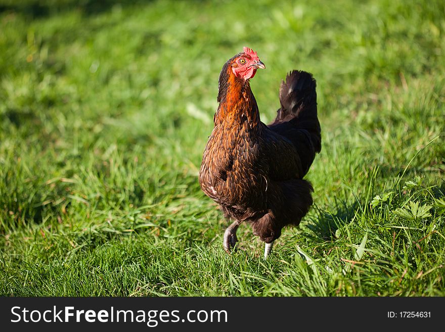 Closeup of a hen in green grass