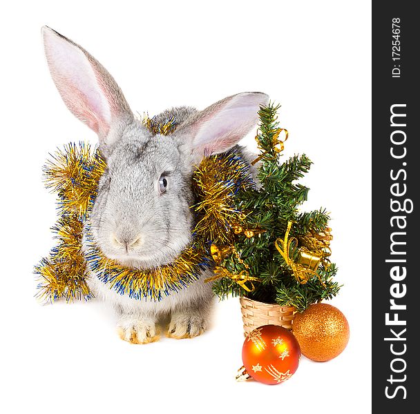 Close-up gray rabbit and christmas decorations, isolated on white
