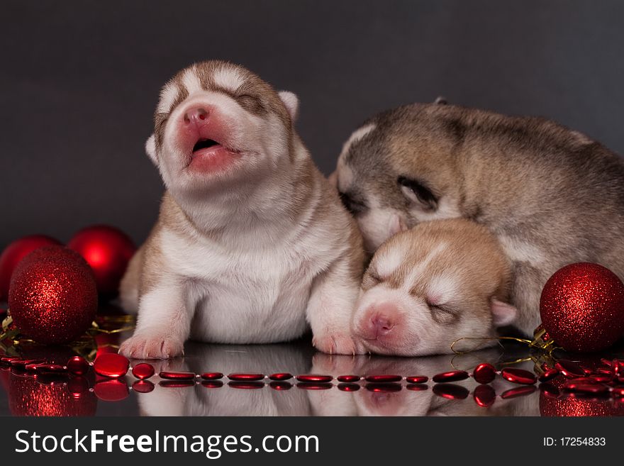 New born siberian husky puppy