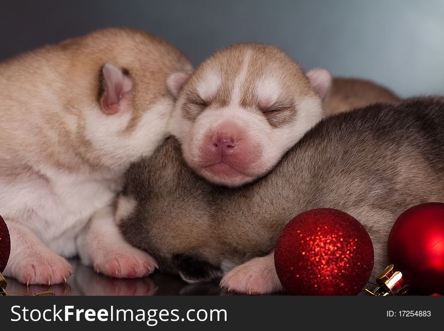 New born siberian husky puppy