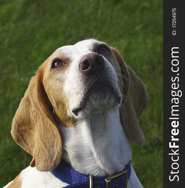 Beagle dog portrait