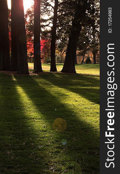 Long shadows in the park