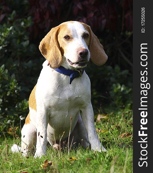 Our young resue beagle sitting in a field. Our young resue beagle sitting in a field
