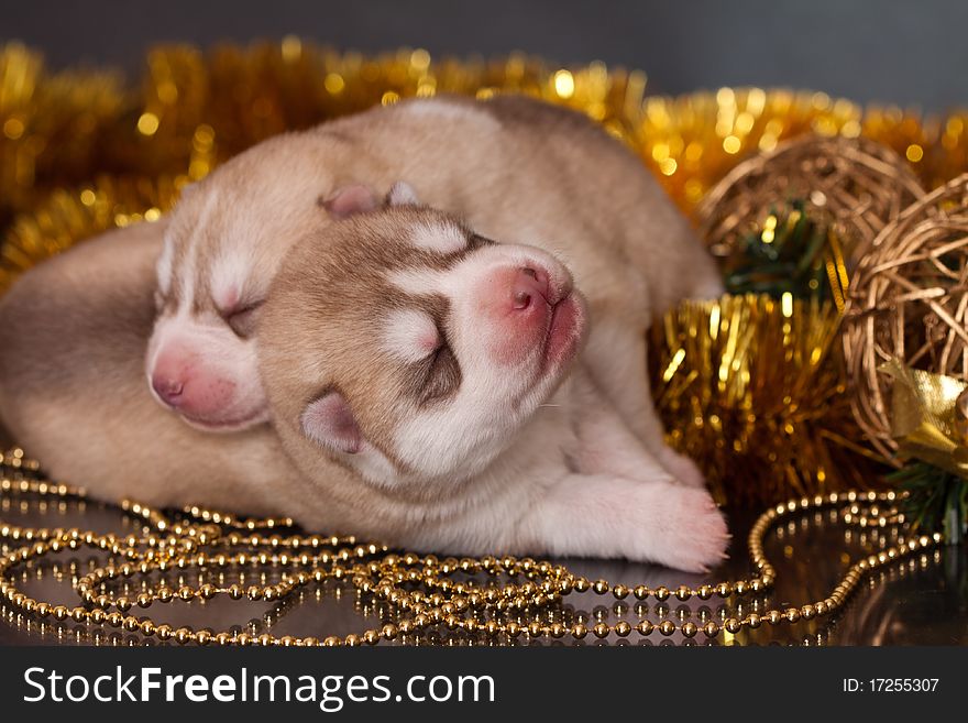 New born siberian husky puppy