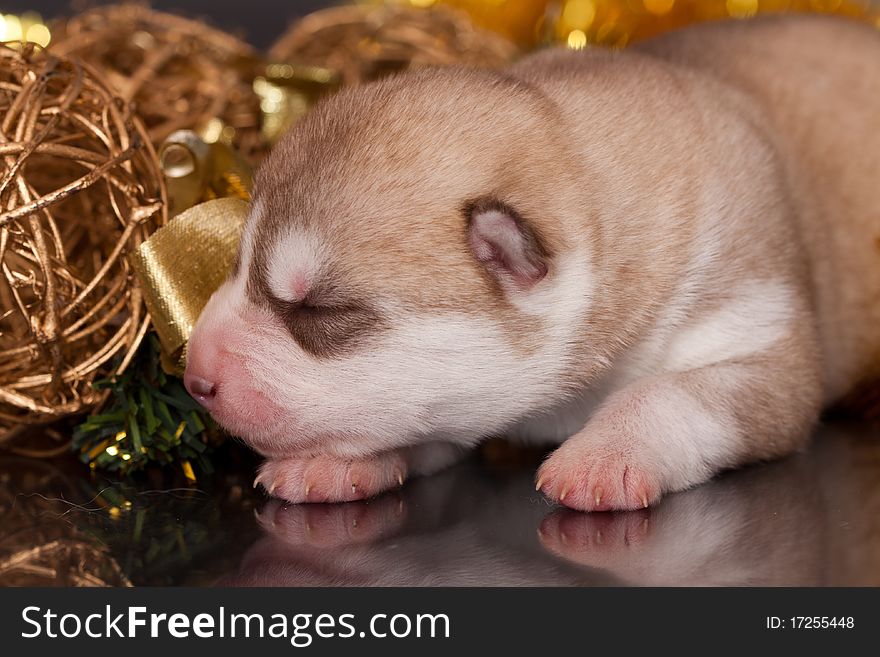 New born siberian husky puppy