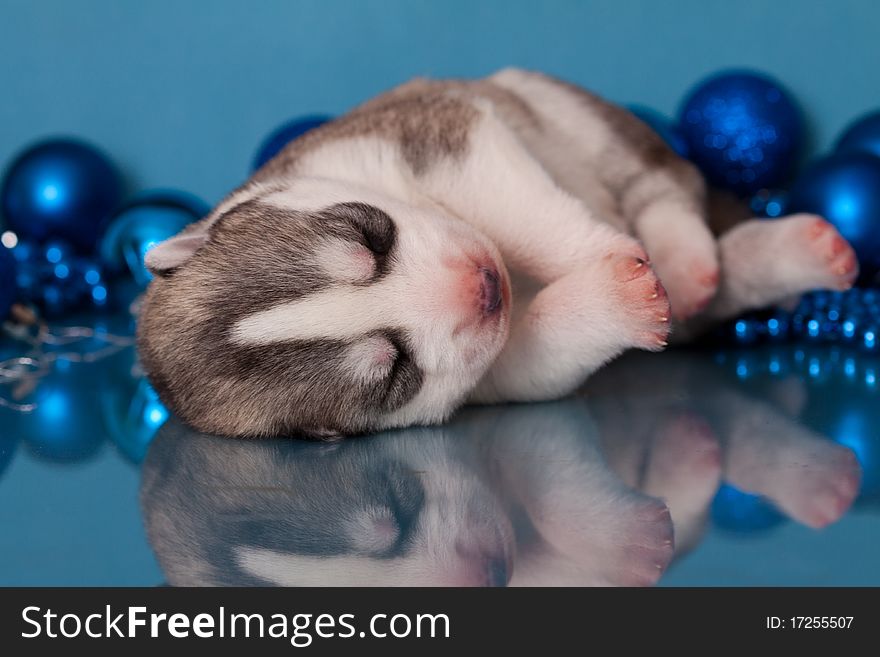 New born siberian husky puppy