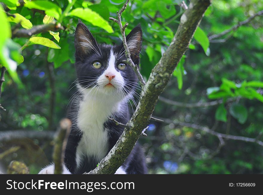 Three months old kitten climbing an apple tree. Three months old kitten climbing an apple tree