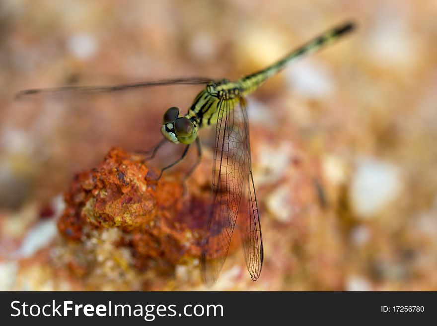 Dragonfly resting on red mud