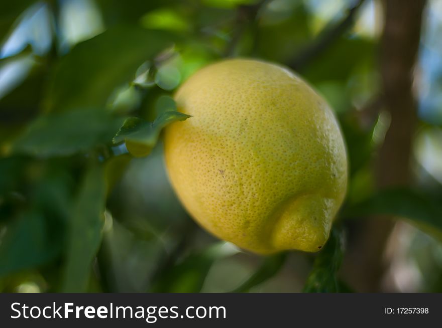 Image of a lemon growing on a tree. Image of a lemon growing on a tree.