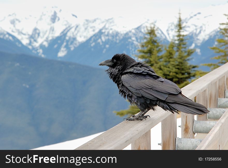 Raven on the fence in the mountains. Raven on the fence in the mountains