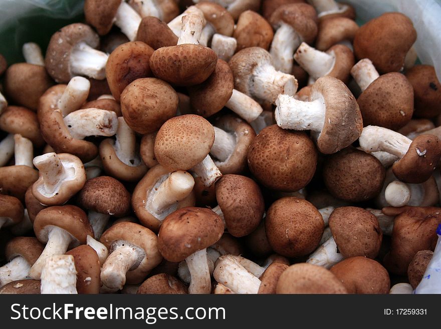 Gathered mushrooms boleti and bay boletes