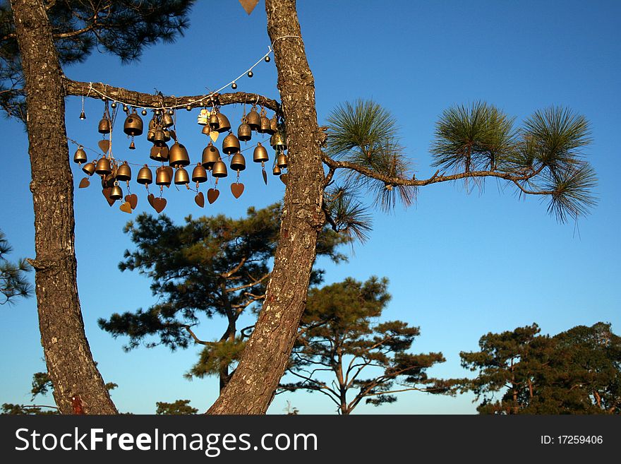 Golden Bell With Hanging On A Green Spruce Branch