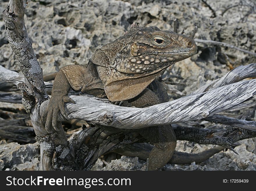 A view of a brown-skinned iguana resting at a broken tree branch. A view of a brown-skinned iguana resting at a broken tree branch