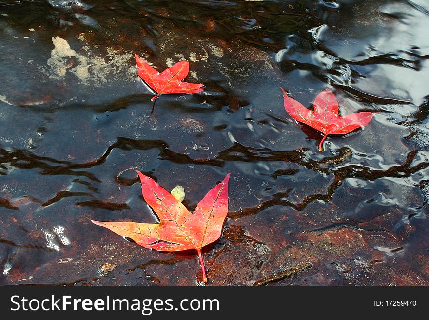 The maple leaf on weter, this photo Phu Kradueng National Park, Loei province, Northwest of Thailand. The maple leaf on weter, this photo Phu Kradueng National Park, Loei province, Northwest of Thailand