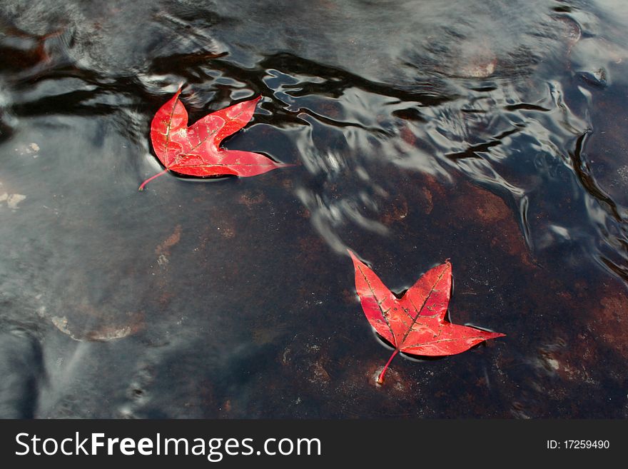 The maple leaves on water, this photo Phu Kradueng National Park, Loei province, Northwest of Thailand. The maple leaves on water, this photo Phu Kradueng National Park, Loei province, Northwest of Thailand