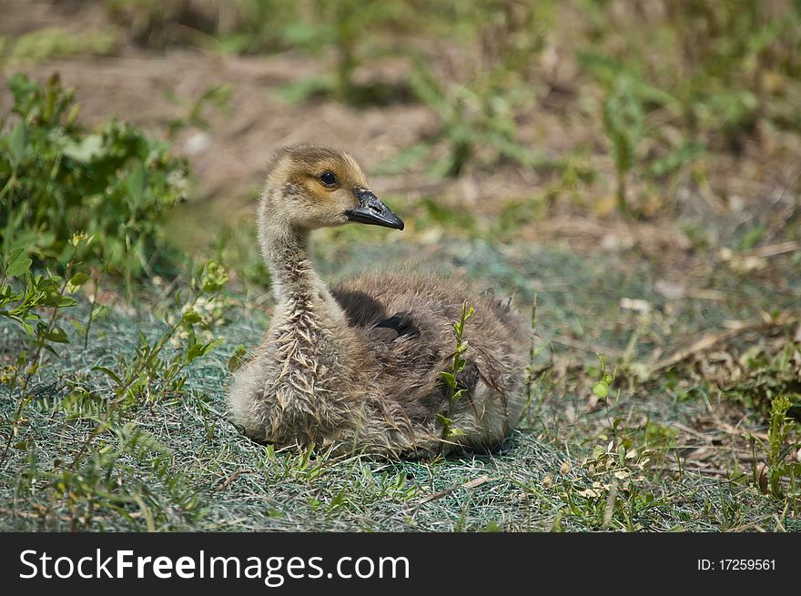 A young Canada gosling (Branta canadensis) sits in the grass. A young Canada gosling (Branta canadensis) sits in the grass.