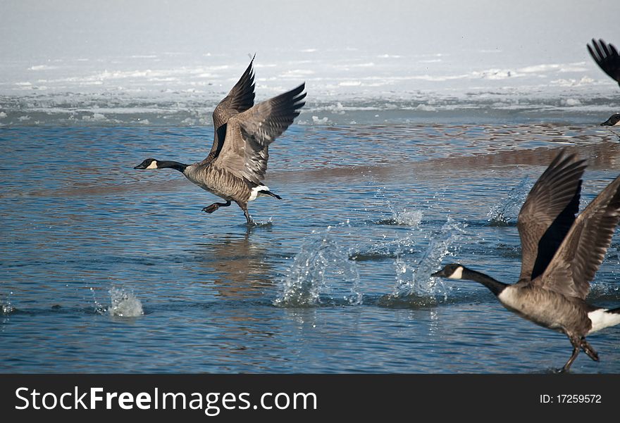 A group of Canada Geese (Branta canadensis) skim the surface of the water on an icy pond as they take off. A group of Canada Geese (Branta canadensis) skim the surface of the water on an icy pond as they take off.