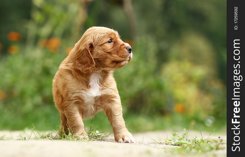 Small adorable puppy looking at something in the garden