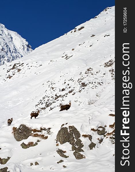 Chamois during winter at 2651 meters on the sea-level. Gavia Pass, Brixia province, Lombardy region, Italy