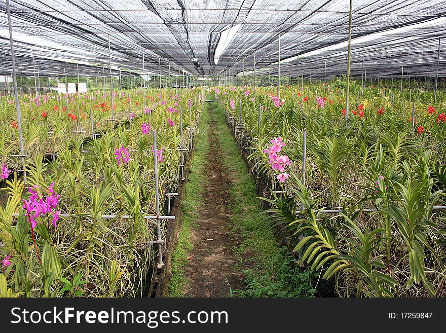 Orchids full bloom in plantation, Thailand. Orchids full bloom in plantation, Thailand