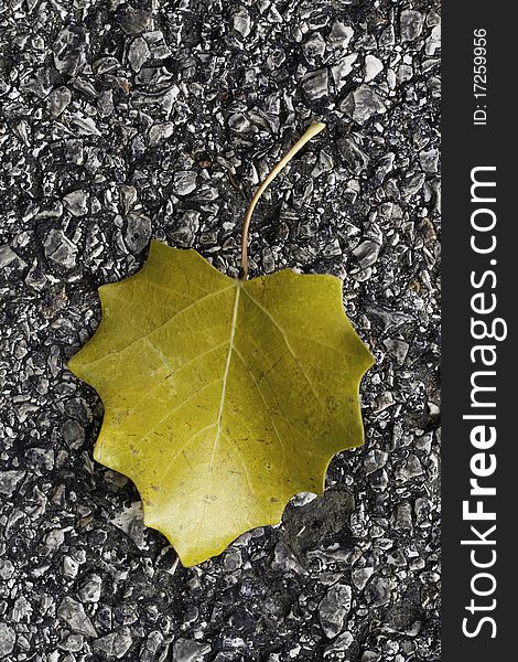 Close up view of a lonely yellow leaf on the ground. Close up view of a lonely yellow leaf on the ground.