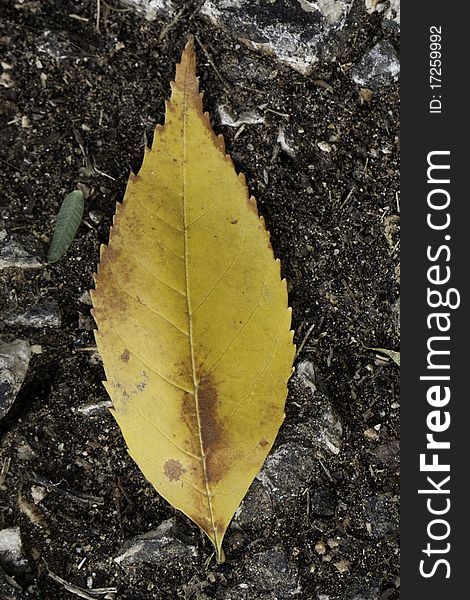 Close up view of a lonely yellow leaf on the ground. Close up view of a lonely yellow leaf on the ground.