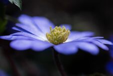 Moonflower Anemone Blanda Vibrant Blue And Violet Soft Flower Petals And Yellow Shiny Pollen Stems Macro Moody Abstract Blurred Ba Royalty Free Stock Images