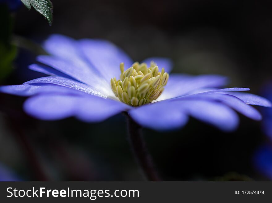 Moonflower anemone blanda vibrant blue and violet soft flower petals and yellow shiny pollen stems macro moody abstract blurred background. Selective focus.