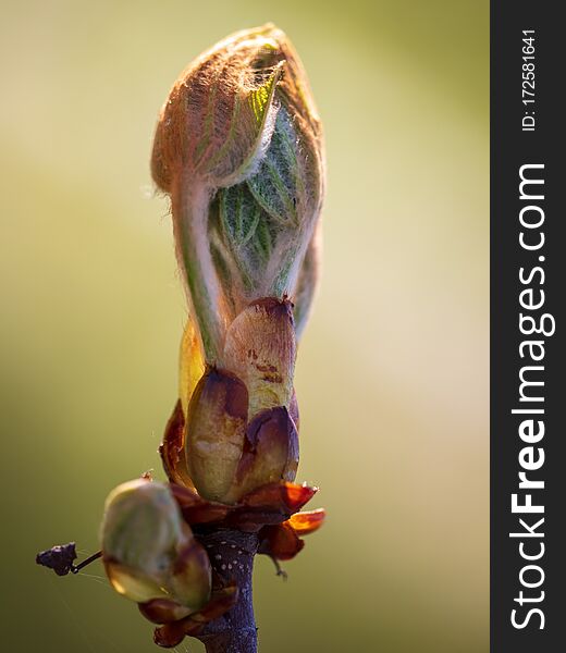 Drop bud on a tree branch in spring.