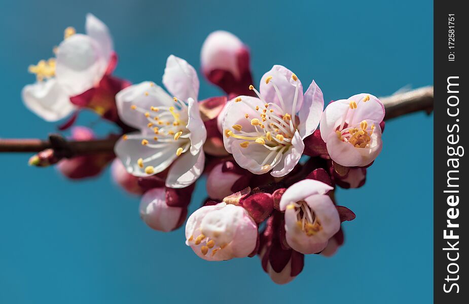 Apricot flowers on a background of blue sky in spring.