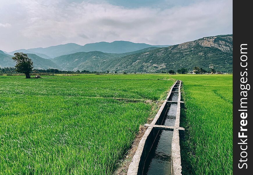 View of a green rice field, young rice. Field with water supply. Rainforest and mountains in the background. Agricultural land of Asia. Sunny weather