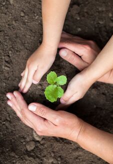 Kid`s And Grown-up`s Hands Holding A Young Plant Stock Photo