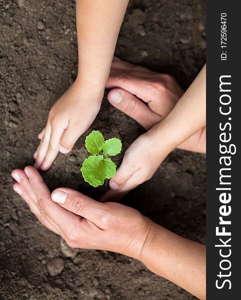 Kid`s and grown-up`s hands holding a young plant. New life. Parents and kids. Family. Love. Care and protection concept