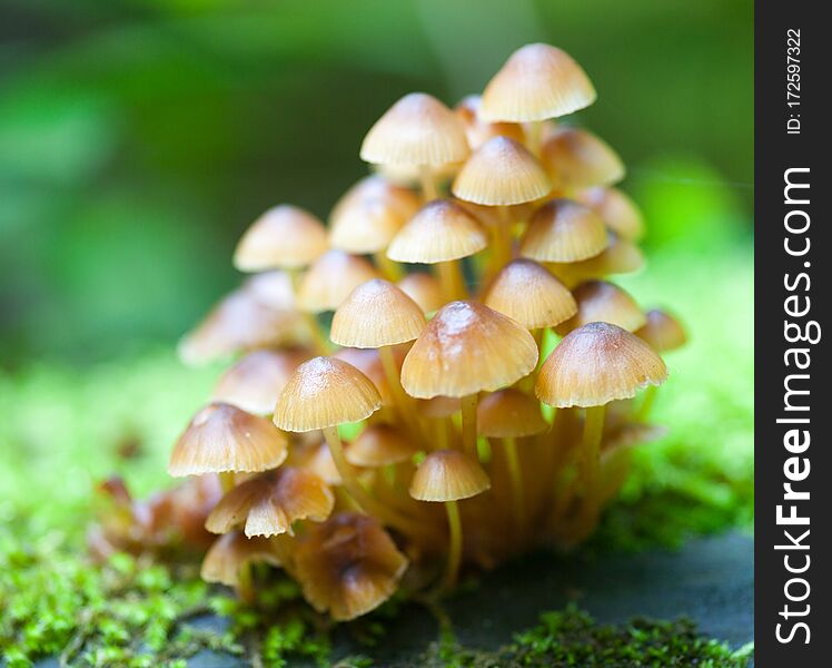 Mushrooms on a log in the forest. Close up