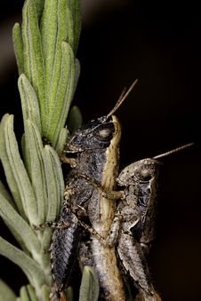 Two Grasshoppers Royalty Free Stock Photography