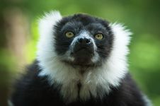 Black And White Ruffed Lemur Stock Photography