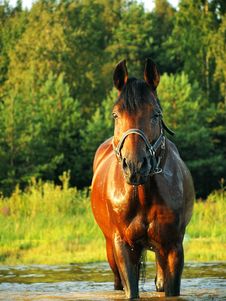 Bay Horse In Water Royalty Free Stock Images