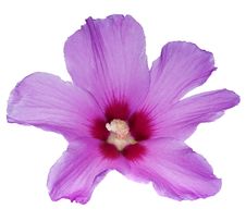 Beautiful Pink Flower On White Stock Image Beautiful Pink Flower On White Stock Image