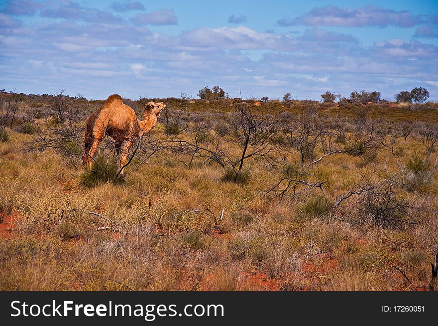 Wild camel in the australian outback